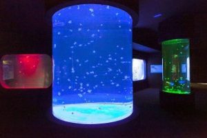 Acuarios para medusas