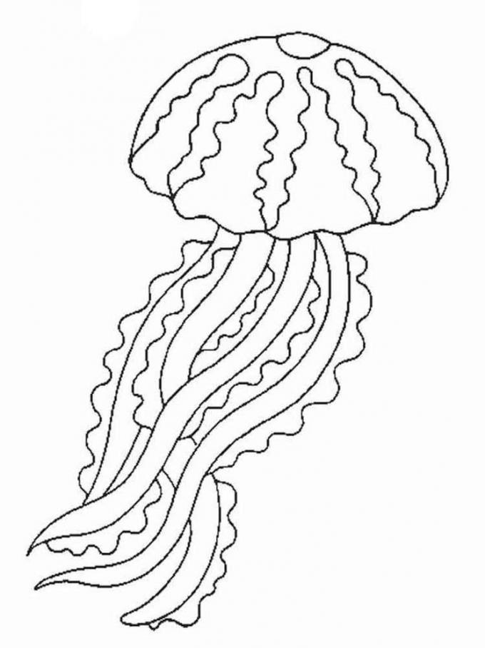 dibujos-de-medusas_5.jpg | Medusas Wiki