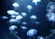 Documentales sobre medusas