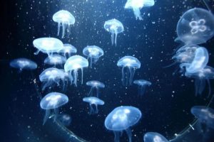 Documentales sobre medusas