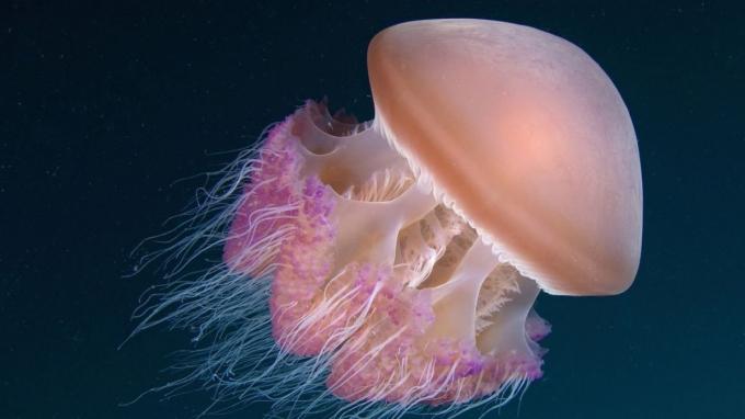 foto de clases de medusas