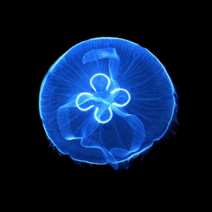 Foto de medusa aurelia