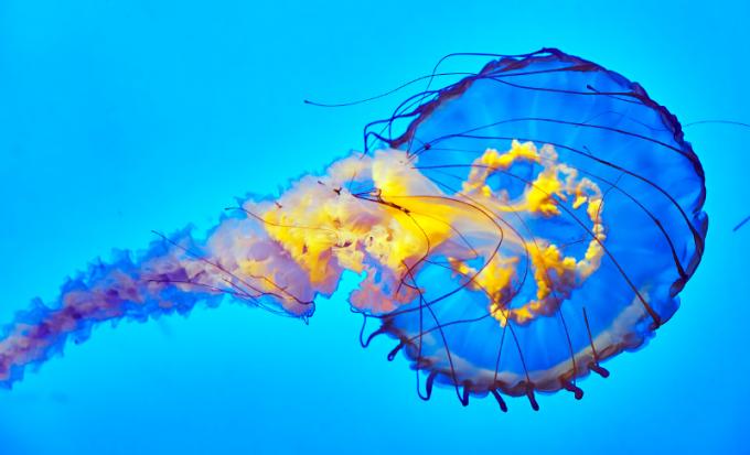 Foto de medusas