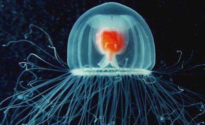 Foto medusa inmortal