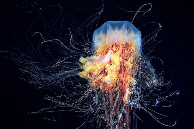 Foto medusas melena de león