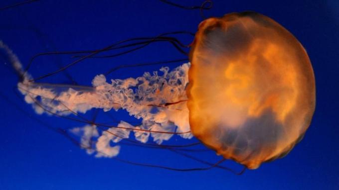 Fotografía morfología de las medusas