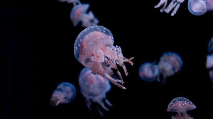Fotos de medusa comiendo