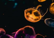 Fotos de medusas