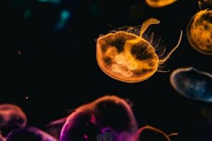 Fotos de medusas