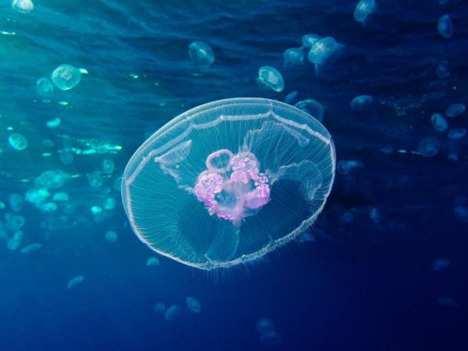 Fotos hábitat medusas