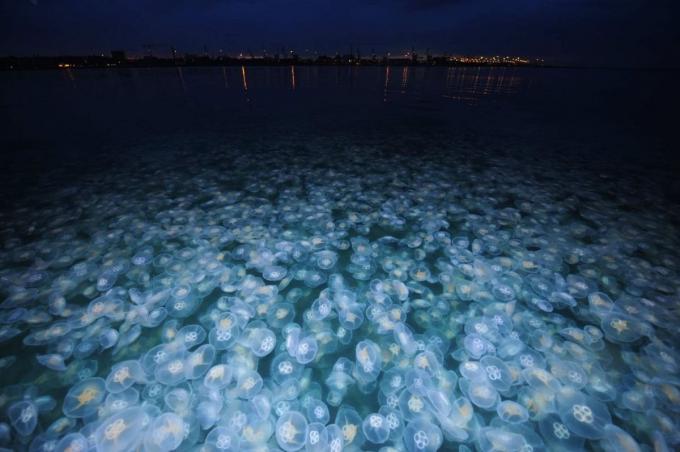 Hábitat de las medusas, descargar imagen