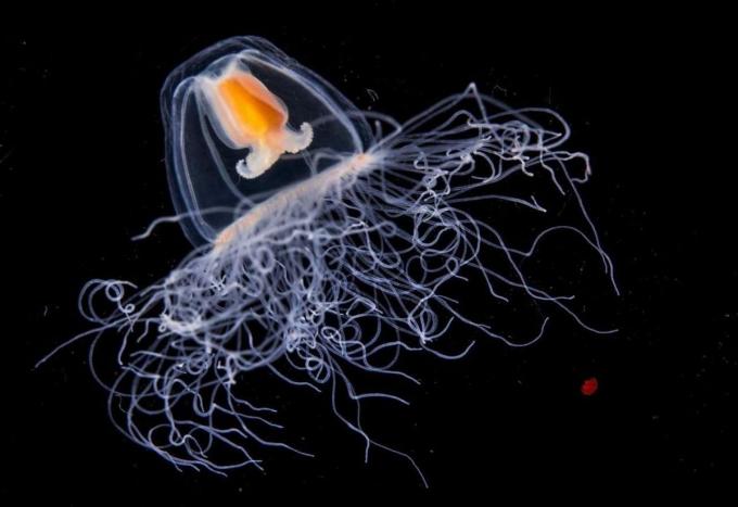 Imágenes de la medusa inmortal