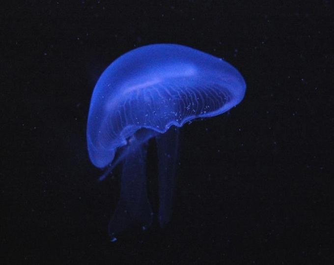 Imágenes tipos de medusas