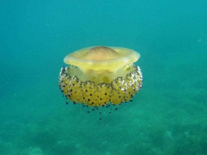 Medusa del Mediterráneo, fotos