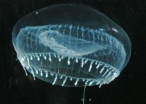 Medusa Gelatina de Cristal