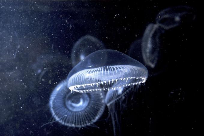 Medusa Gelatina de Cristal, foto