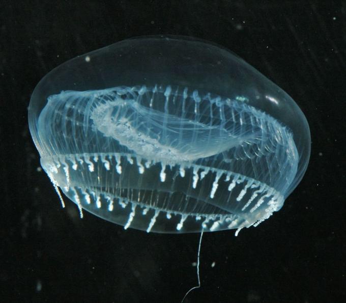 Medusa Gelatina de Cristal
