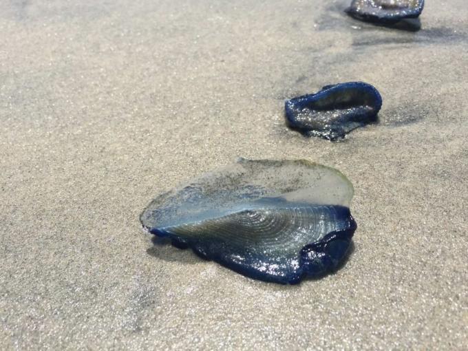 Medusa Velero, imágenes