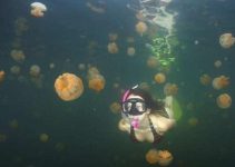 medusas