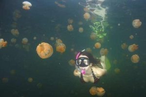 medusas