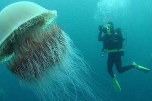 Medusas más grandes