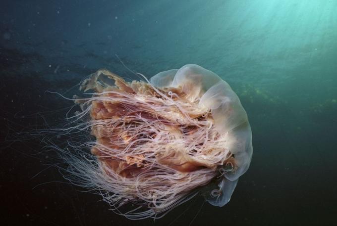 Medusas más grandes, foto