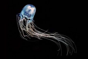 Medusas más peligrosas