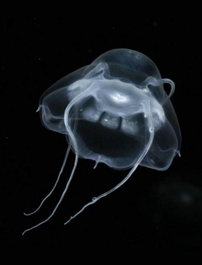La Medusa Más Venenosa Del Mundo Wikipedia
