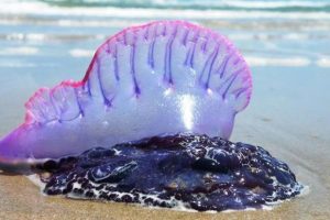 Medusas más venenosas