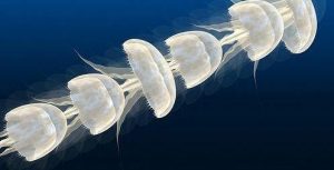 Movimiento de las medusas