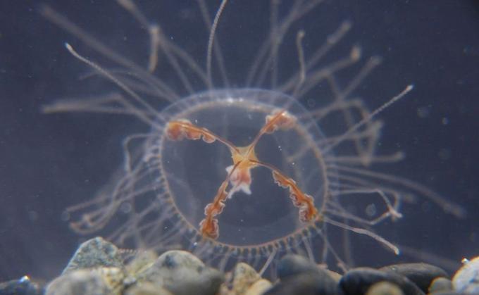 Pólipos y medusas, fotos