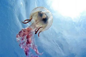 Prevención para las picaduras de medusas
