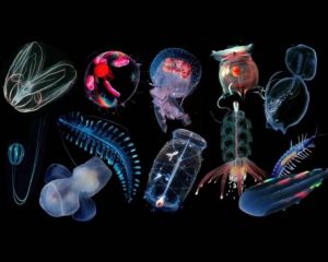 Tipos de medusas