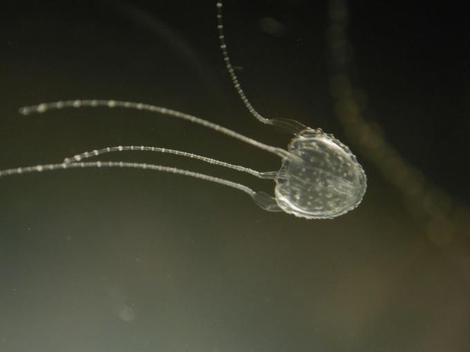 Tipos de medusas, fotos