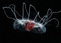 Usos de las medusas