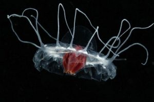 Usos de las medusas