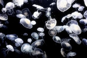 Vídeos de medusas